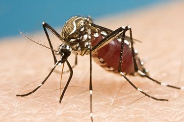 zika-virus